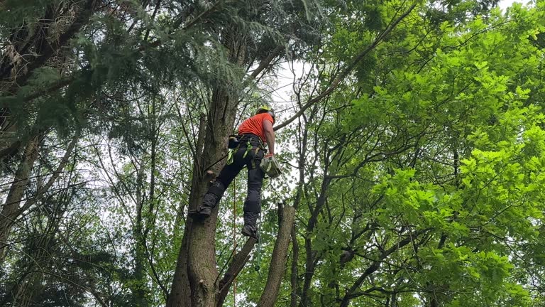 How Our Tree Care Process Works  in  St Joseph, IL